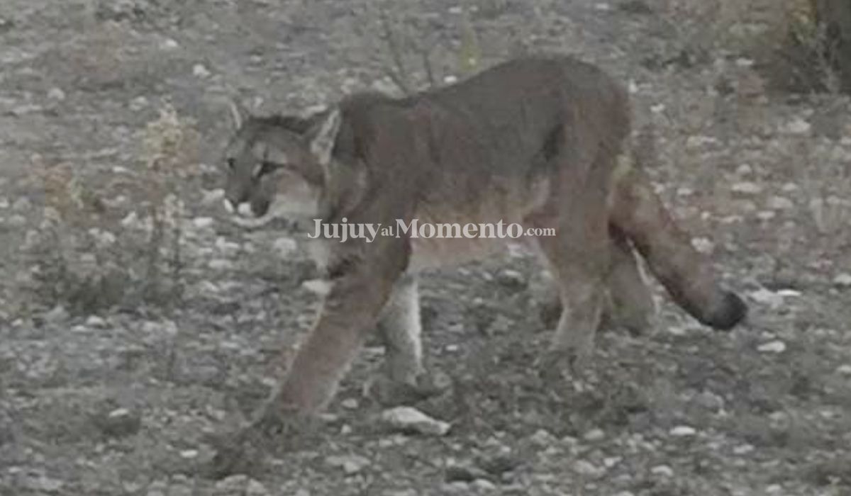 Pumas atemorizan a vecinos de Maimará: encontraron varios burros muertos