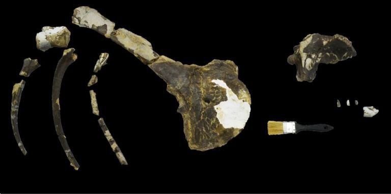 Hallaron en Río Negro restos fósiles de un dinosaurio carnívoro de 70 millones de años