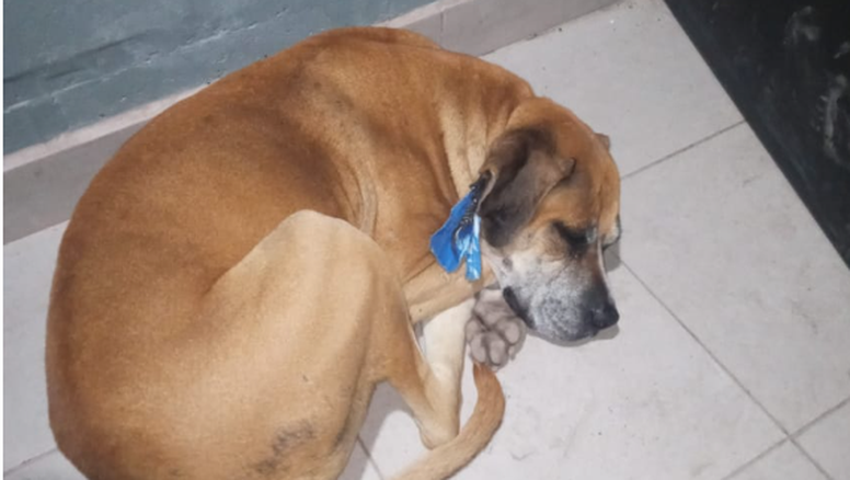 Crueldad animal: llevó a su perro a la ruta y lo abandonó, ahora le buscan hogar