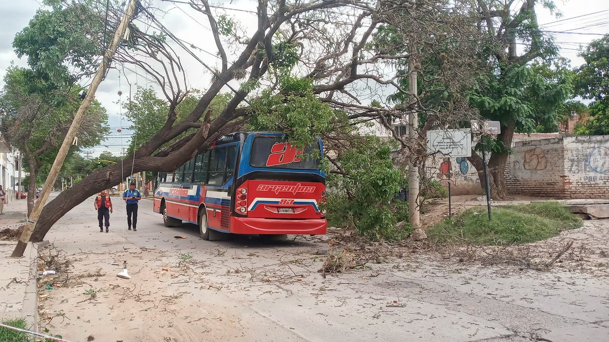 Un peligro! Árbol de gran porte cayó sobre un colectivo en San Pedro