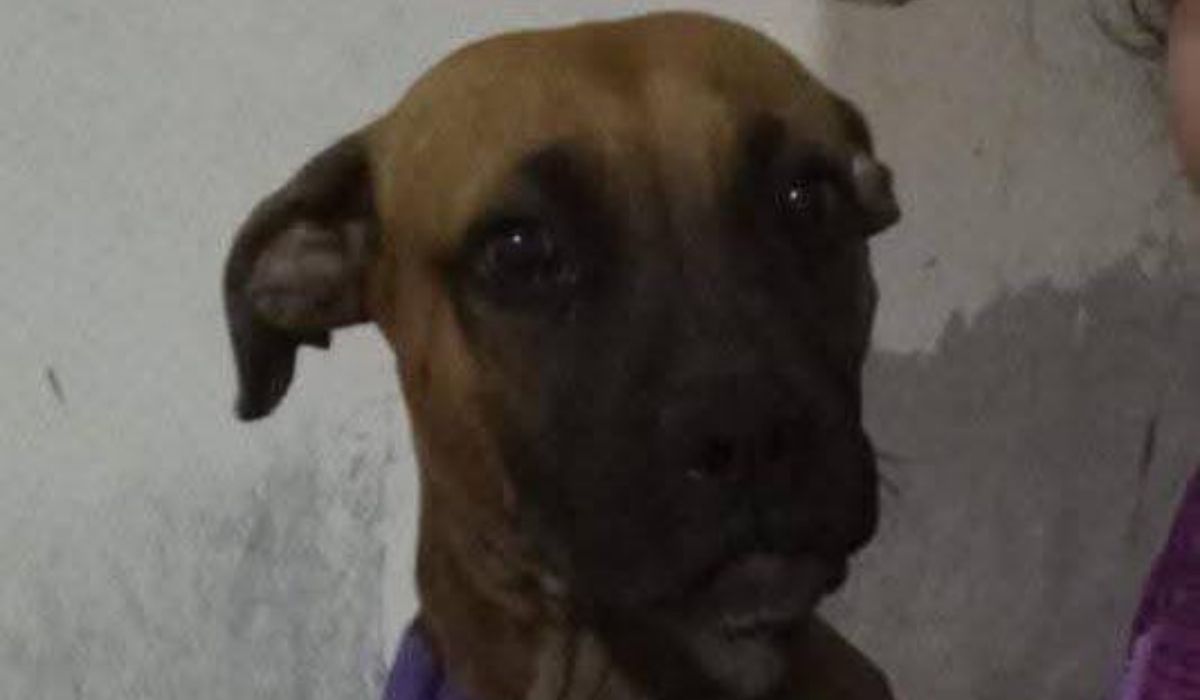 Barrio Alberdi: sigue la búsqueda de Nala