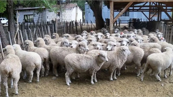 Confirmaron los primeros casos de scrapie en el país en ovinos importados