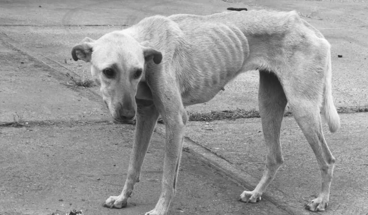 Avanza la creación de un Registro de Maltratadores de Animales en Jujuy