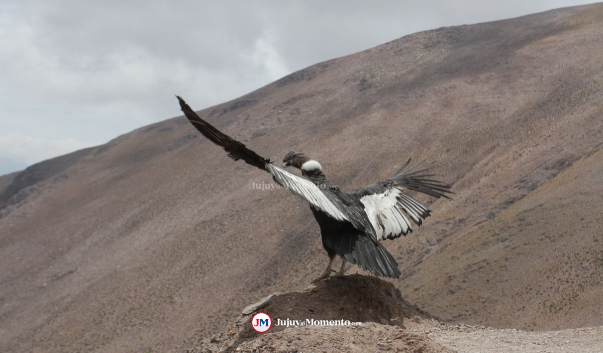 El Cóndor Andino fue declarado Monumento Natural de la provincia