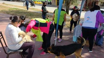 Lanzan un megaoperativo de vacunación antirrábica y registro de mascotas en los barrios de la capital