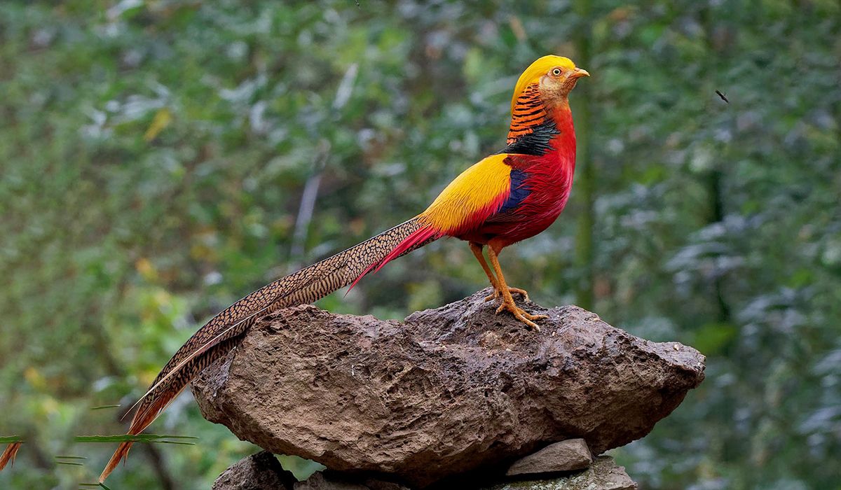 Un ave exótica de Asia apareció en el patio de una casa en Corrientes