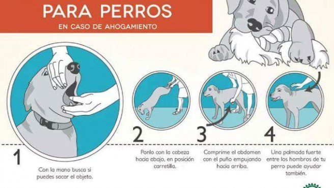 ¿qué Hacer Si Tu Perro Se Ahoga Con Algo Y Cómo Darle Auxilio