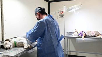 Castraciones y vacunación antirrábica en la Capital: el cronograma de la semana