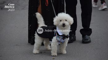 Glamour canino en la Cena Blanca 2023