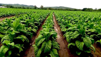 $100.000 de pago anticipado para productores tabacaleros jujeños