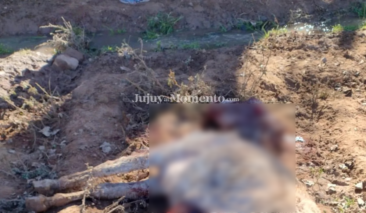 Ataque de pumas en Maimará: ya hubo 2 ovejas y 4 burros muertos