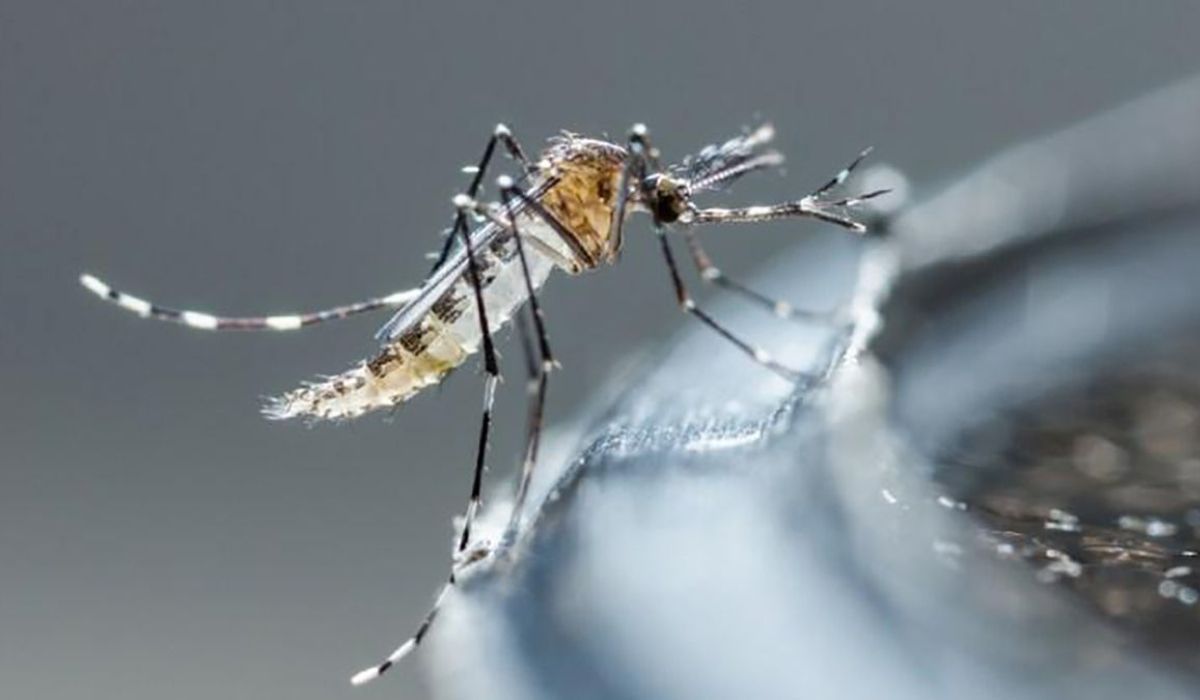 Casi 4000 casos de dengue durante el año y prevén un aumento