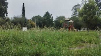 Forestal, en estado de total abandono