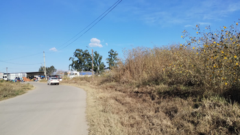 Peligro latente: viento zonda e invasión de pasto cubano en la Feria Mayorista de Palpalá