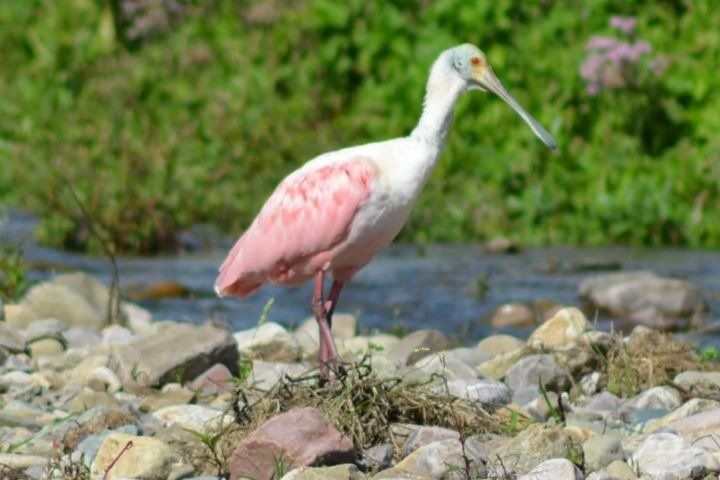 Un ave espátula rosada de visita en el Xibi Xibi