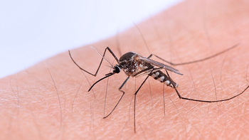 Ya son 6 los casos de Chikungunya en Jujuy