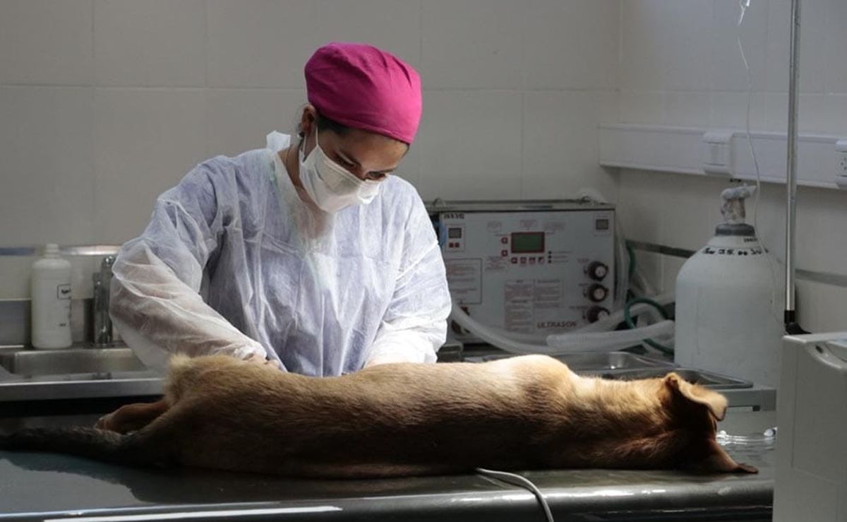 Conocé el cronograma de castración masiva de mascotas en San Salvador