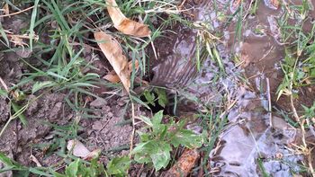 Conflicto por el sistema de riego afecta a productores de la Quebrada