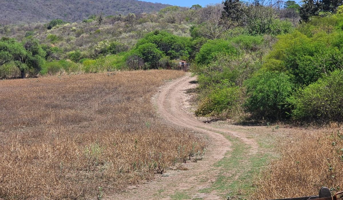 Límite Jujuy - Salta: así está la finca donde se halló la megaplantación de marihuana