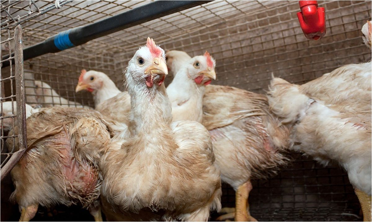 Gripe aviar: advierten que llegó para quedarse y ya son 59 los casos en el país