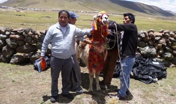 Productores jujeños recorrieron Perú para incorporar experiencias con camélidos