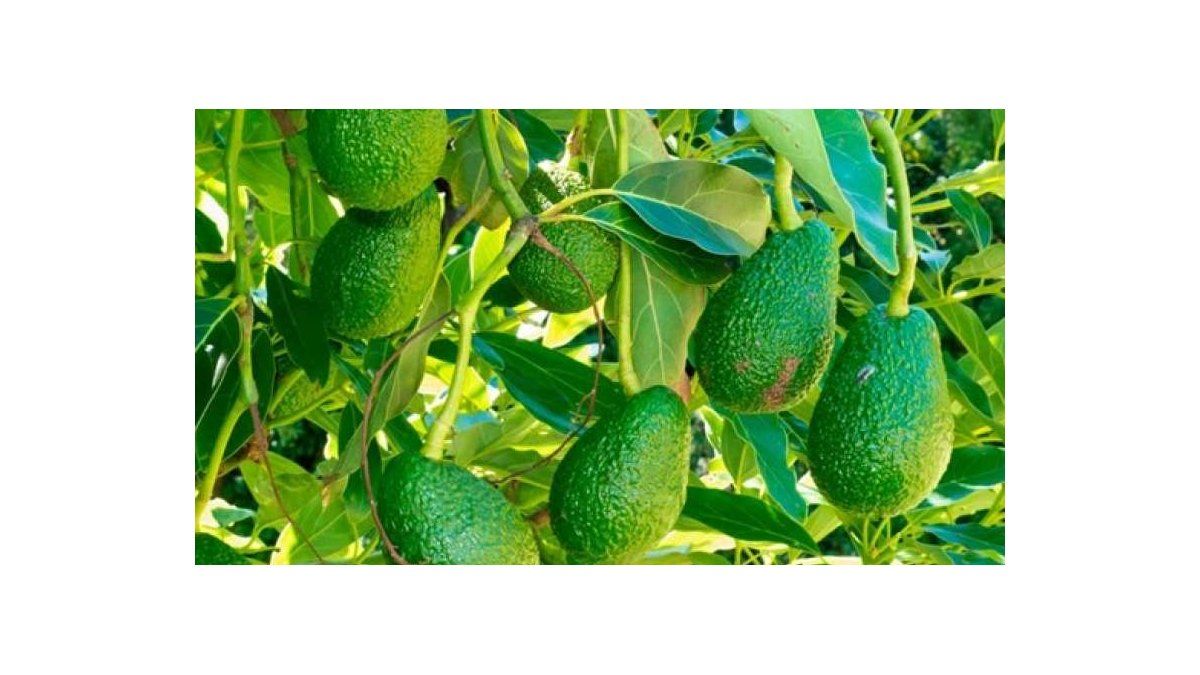 Los increíbles beneficios de las hojas de PALTA para la salud