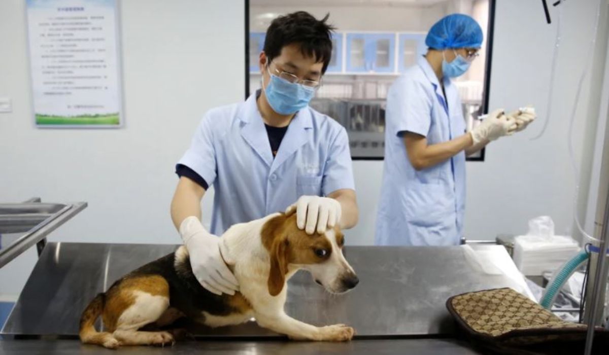 Repudio en España: denuncian que cachorros beagle serán sacrificados en un experimento