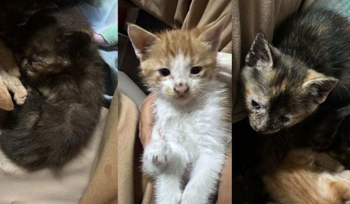Buscan hogar para pequeños felinos
