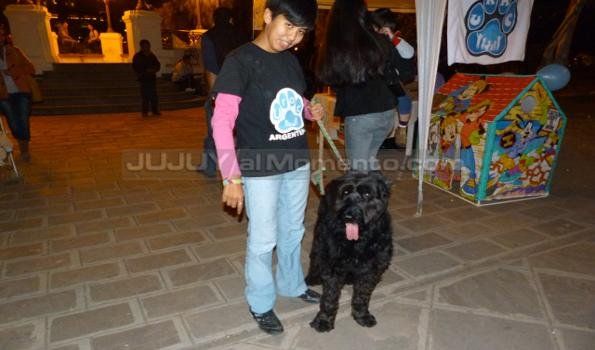 Movimiento animalista de Jujuy cumplió dos años de existencia