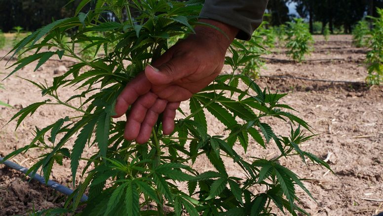 Según la Cámara de Tabaco de Jujuy, los productores no cultivan cannabis