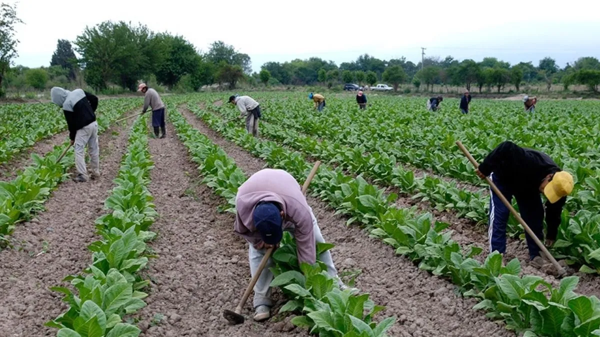 Denuncian irregularidades en el trabajo rural jujeño