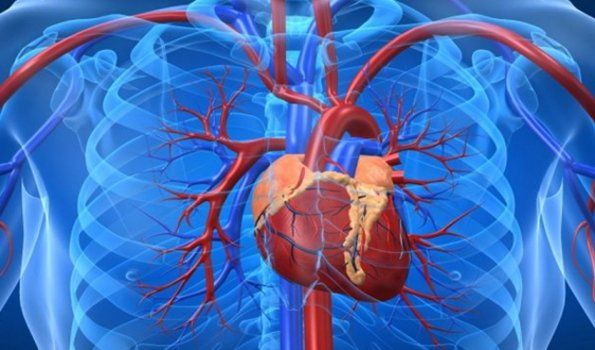 Avanzan en el desarrollo de un marcapasos biológico