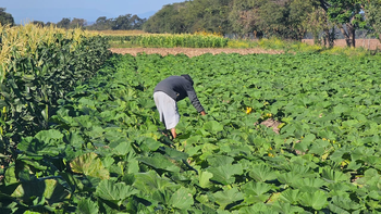 Difícil situación de los productores agrícolas jujeños