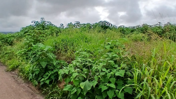 Sector de Alto Comedero, repleto de problemas: reclamo por malezas, cloacas y calles