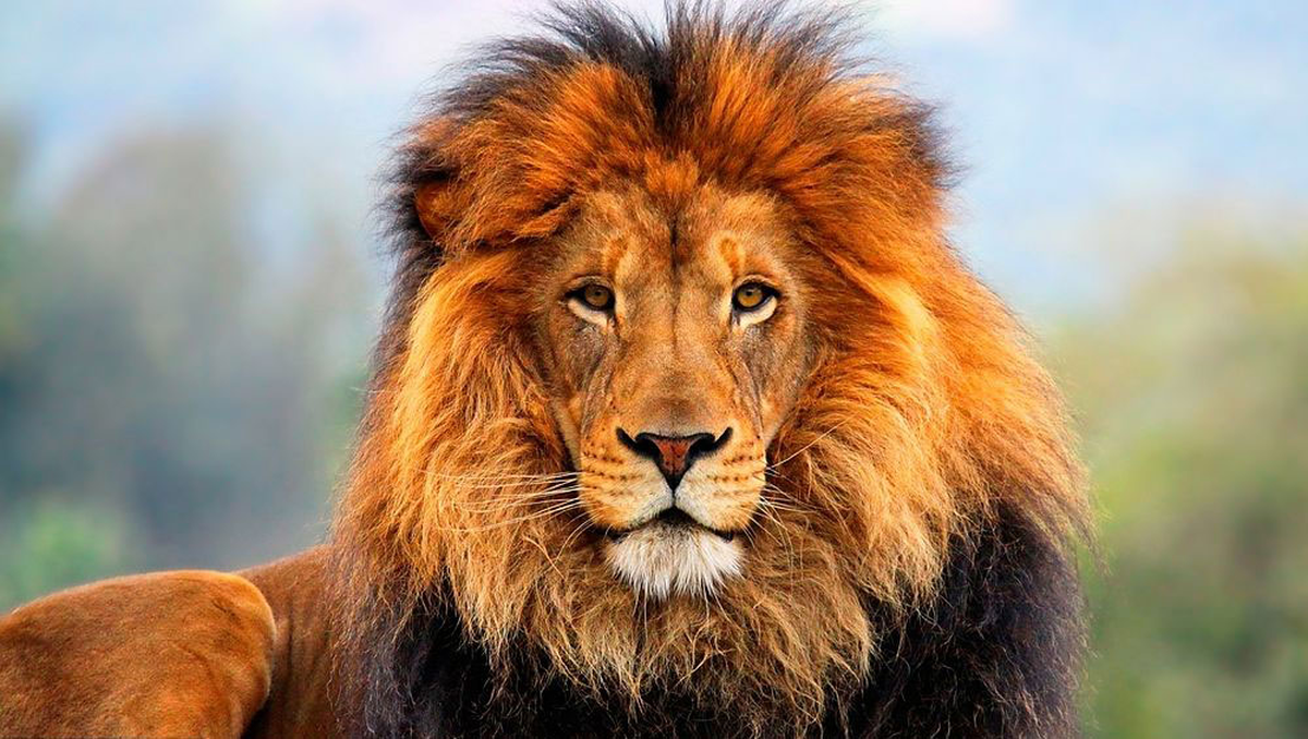 7 razones por la que el León es llamado el Rey