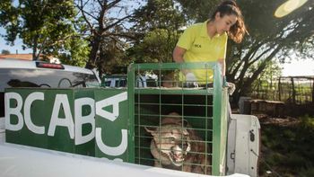 Ambiente trasladó seis pumas provenientes del tráfico de fauna a Uruguay