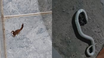 Preocupación por la cantidad de alimañas en un barrio de Palpalá