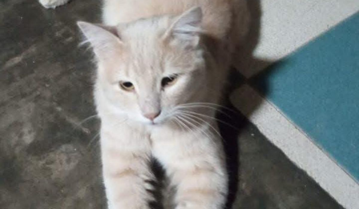 Barrio Los Perales: Michi lleva dos días sin aparecer