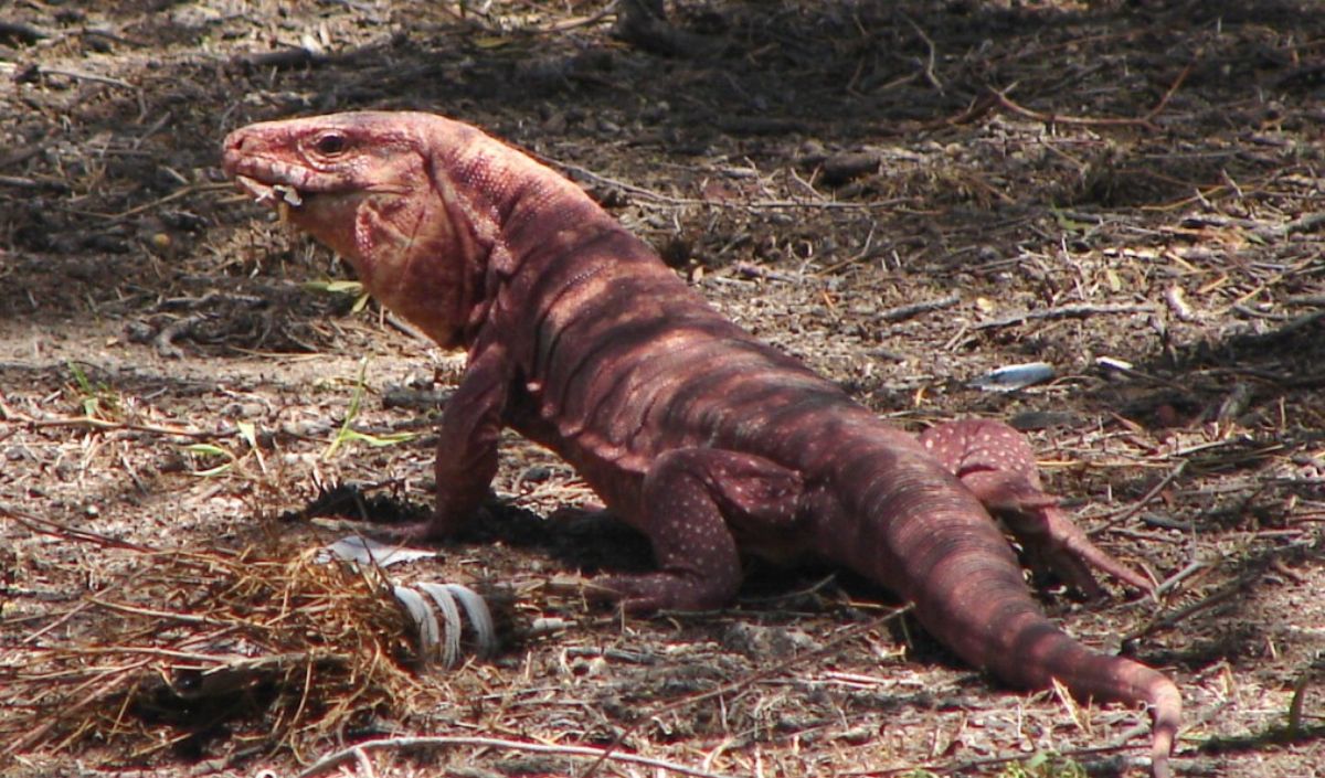 Exótica visita: lagarto colorado apareció en cementerio de Calilegua