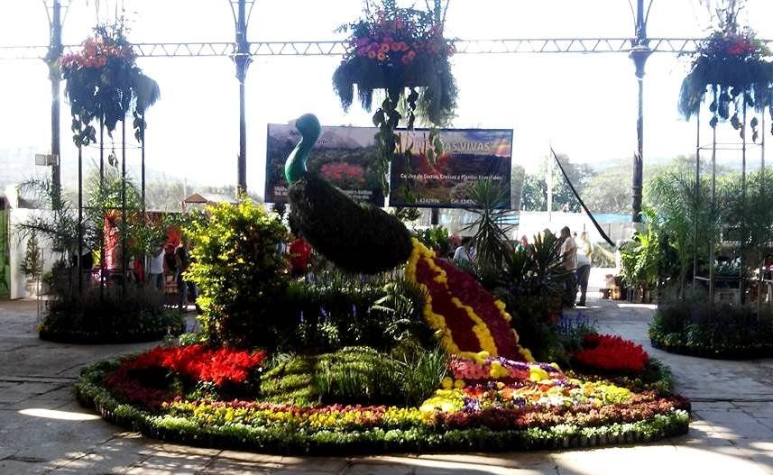 La Flor más Bella: VI Fiesta Provincial de Floricultura