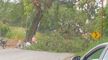Cortes de luz y caídas de árboles: fuertes vientos azotaron a Jujuy