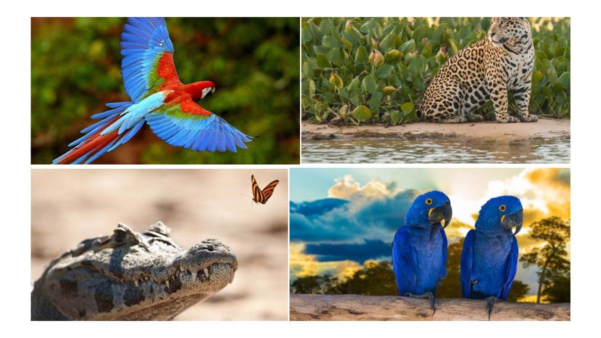 Pantanal en Brasil, el ecosistema natural más increíble