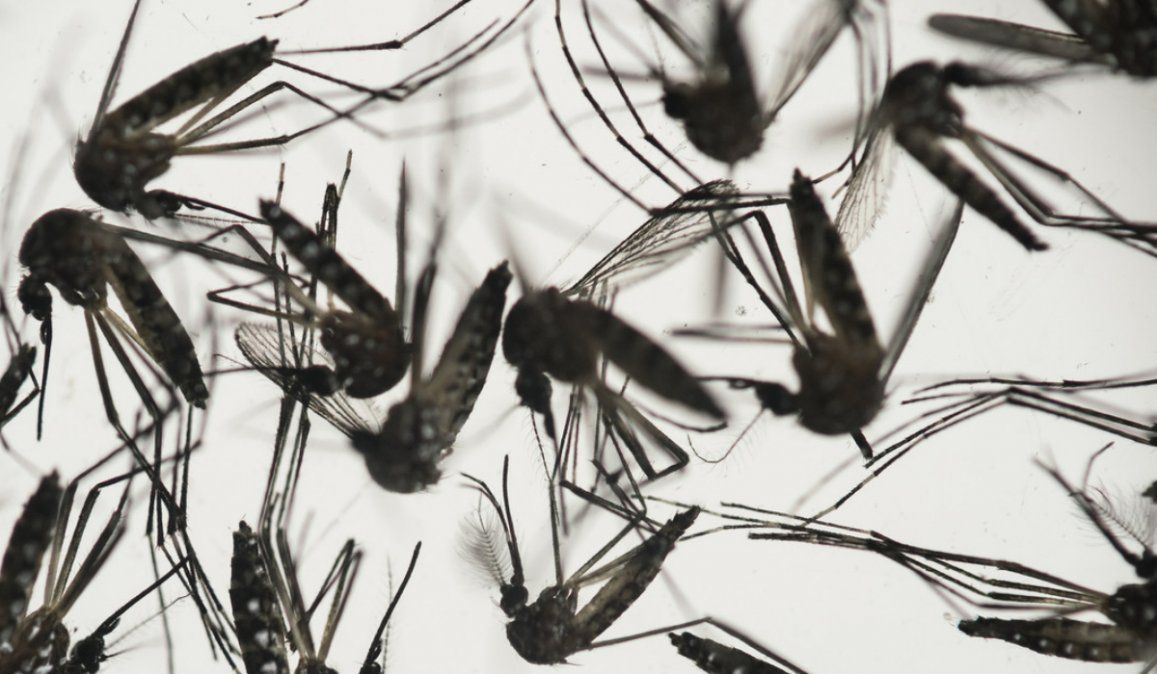 Mosquitos infectados con una bacteria reducen en un 77 % los casos de dengue en una ciudad indonesia