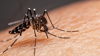 Jujuy suma 98 casos de Chikungunya y se mantiene la alerta