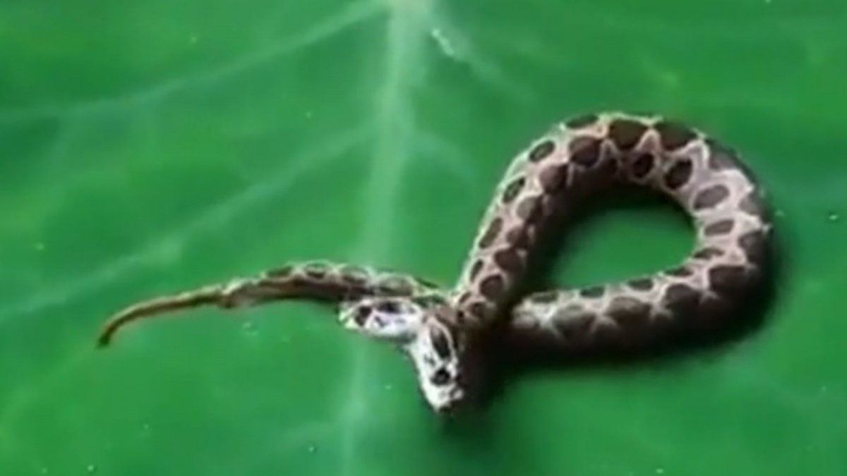 Capturaron una serpiente de dos cabezas Dos cerebros y un cuerpo