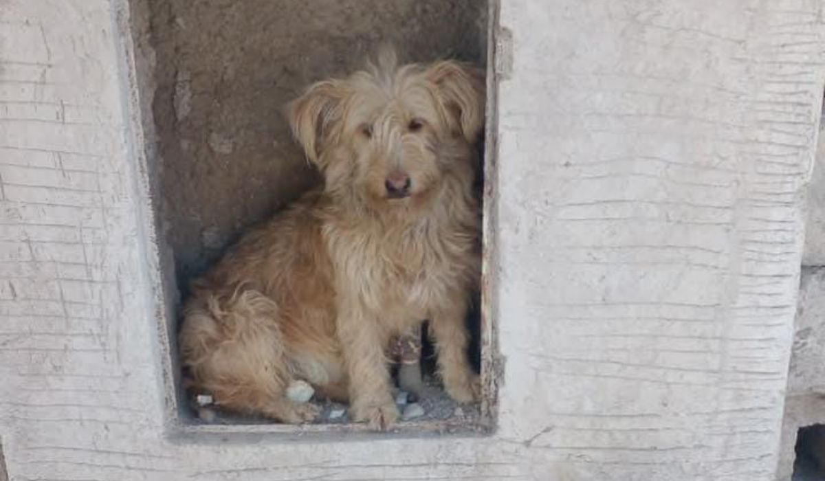 Barrio Moreno: buscan a la familia de un perro