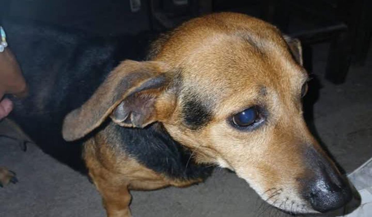 Perra hallada en Plaza de Los Inmigrantes: se busca a su familia