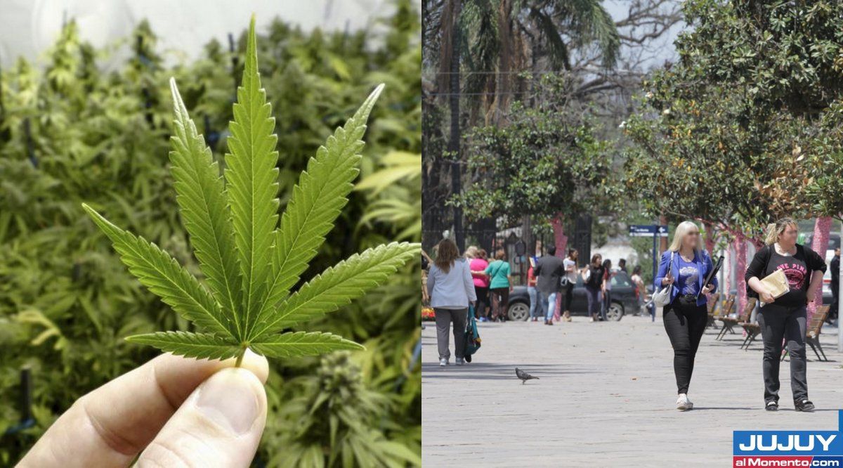 “Mucha gente usa cannabis medicinal en Jujuy”
