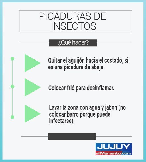 ¿Te picó un insecto? Mirá estos consejos para saber qué hacer