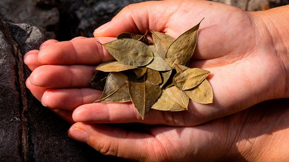 Un salteño murió ahogado por las hojas de coca